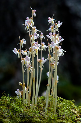 BB 12 0380 / Epipogium aphyllum / Huldreblom